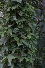 Toxicodendron radicans