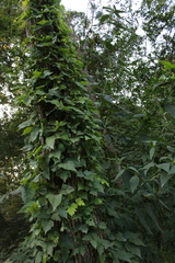 Toxicodendron radicans