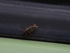 Euphyllodromia angustata