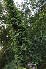 Toxicodendron radicans