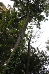 Toxicodendron radicans
