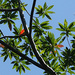 Elaeocarpus grandis - Photo (c) Pete Woodall, algunos derechos reservados (CC BY-NC), subido por Pete Woodall