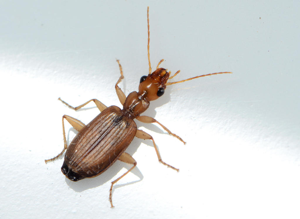 Xenitenopsis