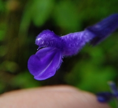 Salvia concolor
