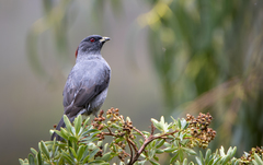 Ampelion rubrocristatus