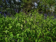 Salvia concolor