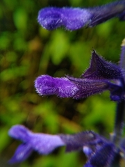 Salvia concolor