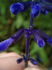 Salvia concolor