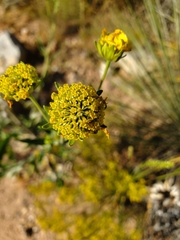 Hymenopappus flavescens
