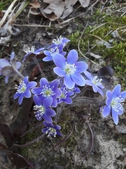 Hepatica americana