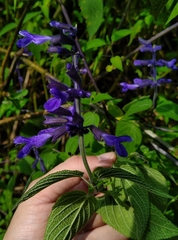 Salvia concolor