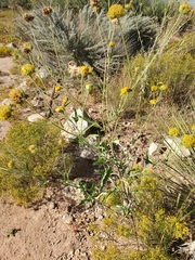 Hymenopappus flavescens