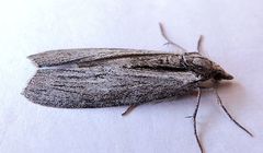 Grossbeckia semimaculata