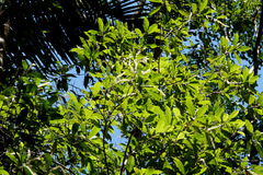Quintinia verdonii