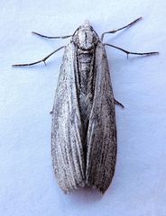 Grossbeckia semimaculata
