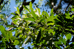 Quintinia verdonii