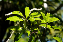 Quintinia verdonii