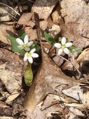 Hepatica acutiloba