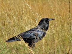 Corvus capensis capensis