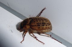 Odontria striata