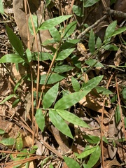 Oplismenus hirtellus setarius