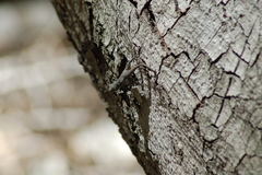 Sceloporus occidentalis