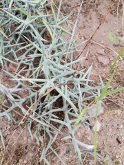 Castela stewartii