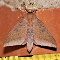 Adeloneivaia subangulata