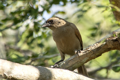 Agelaioides fringillarius