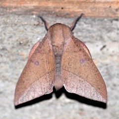 Adeloneivaia subangulata