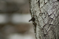Sceloporus occidentalis