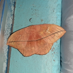 Lonomia obliqua