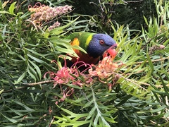 Trichoglossus moluccanus