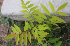 Sapindales