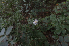 Symphyotrichum