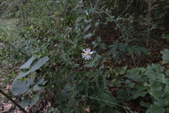 Symphyotrichum