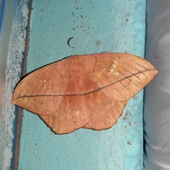 Lonomia obliqua