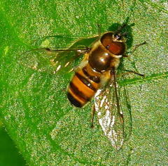 Betasyrphus
