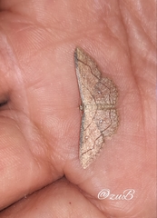 Cyclophora coecaria