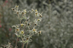 Sigesbeckia jorullensis