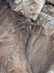 Polybetes trifoveatus