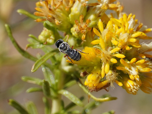Ashmeadiella bigeloviae