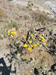 Adesmia confusa