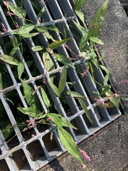 Persicaria longiseta