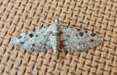 Prorella discoidalis