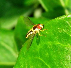 Allograpta calopus