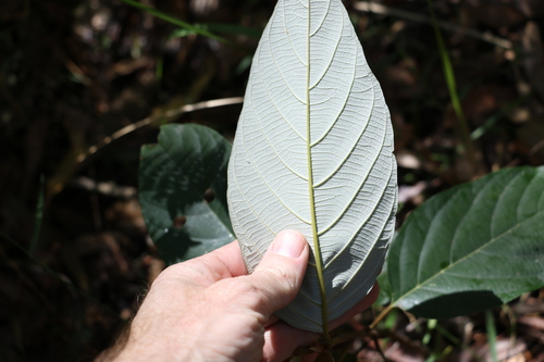 Image of White Ash (Alphitonia petriei) by (c) Greg Tasney, some rights reserved (CC BY-SA)