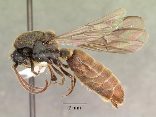 Texas Legionary Ant