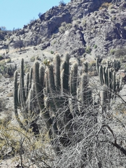 Trichocereus chiloensis chiloensis