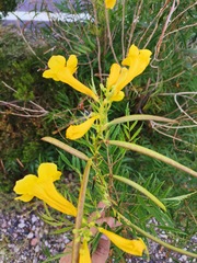 Tecoma stans angustata